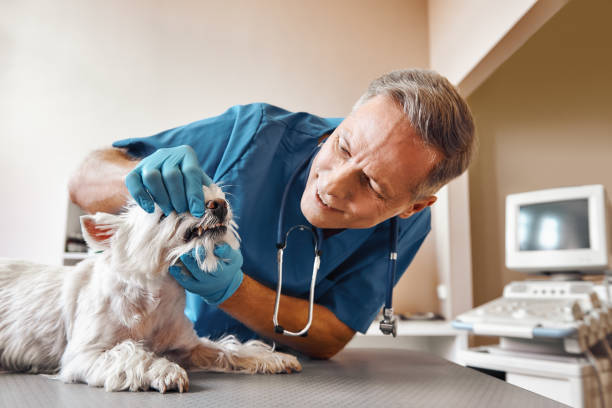Best Emergency Dentist Near Me  in Lyndon, KS